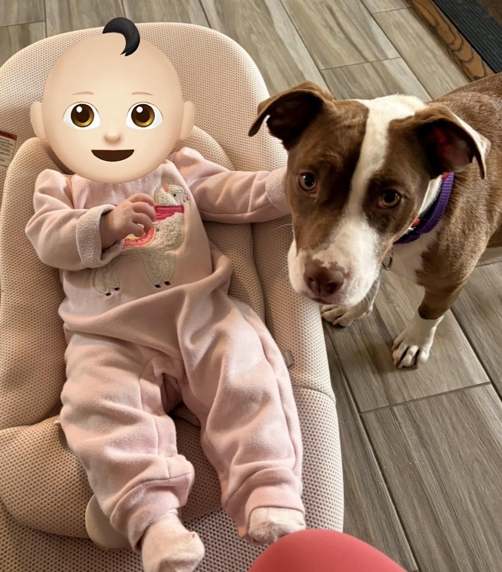 Enlarge Wynona Momma Winner - Local Lady, a Adoptable mixed breed in Andover, MA image 4/6