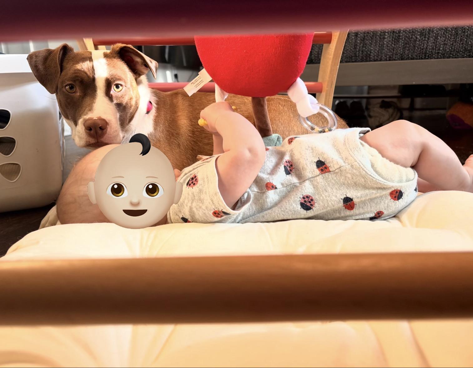 Enlarge Wynona Momma Winner - Local Lady, a Adoptable mixed breed in Andover, MA image 2/6