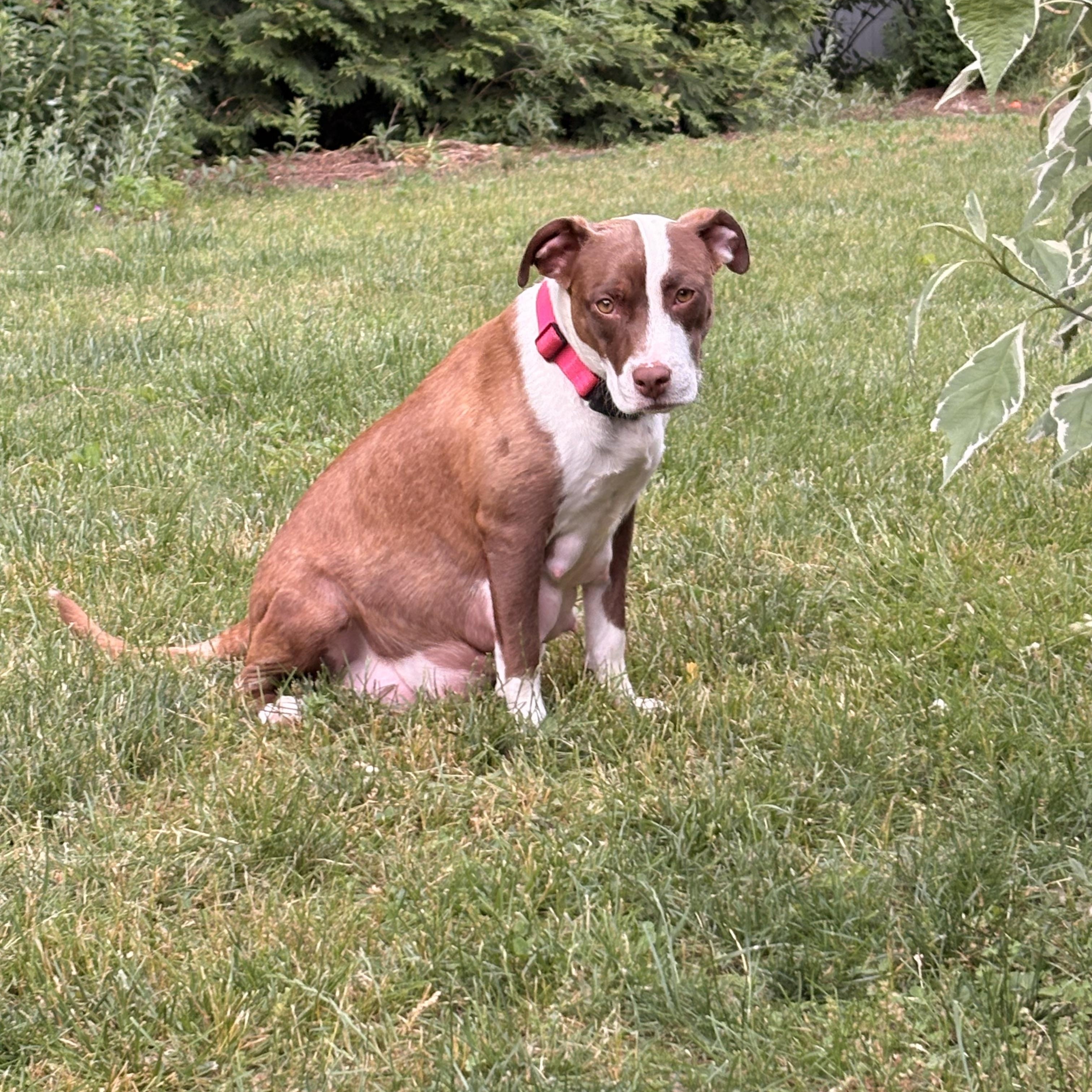 Enlarge Wynona Momma Winner - Local Lady, a Adoptable mixed breed in Andover, MA image 6/6
