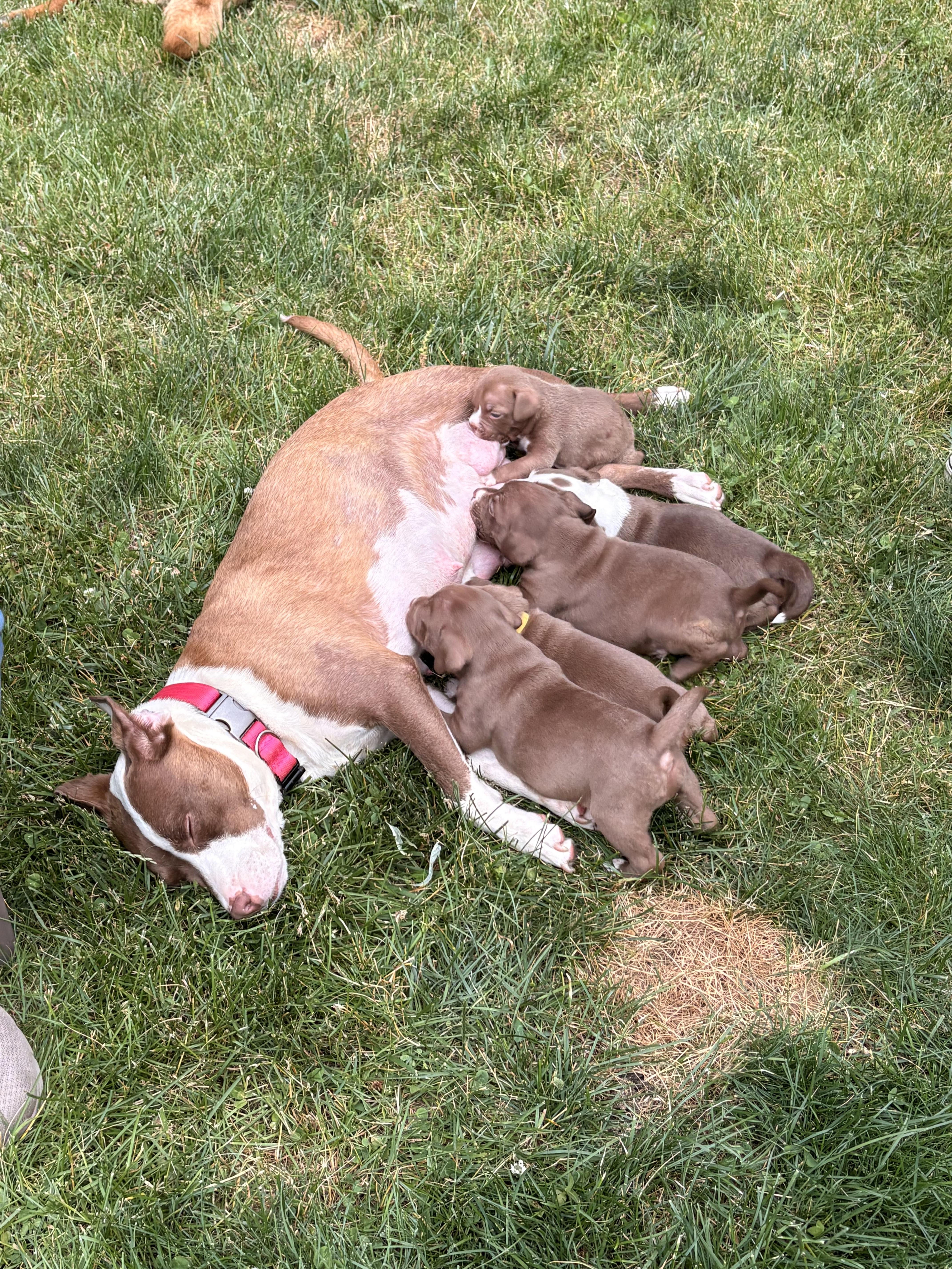 Enlarge Wynona Momma Winner - Local Lady, a Adoptable mixed breed in Andover, MA image 3/6