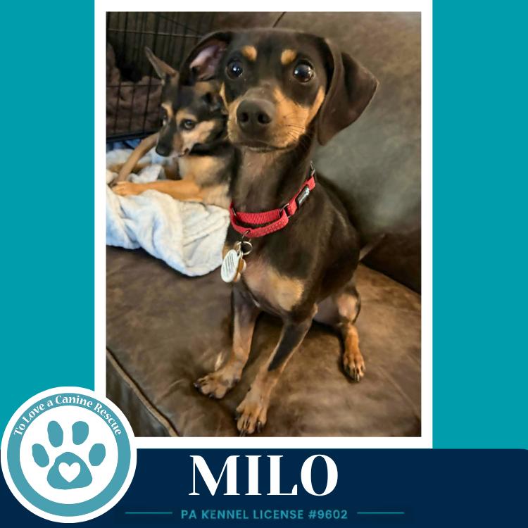 Milo 082226, Adoptable, Young Male Dachshund.