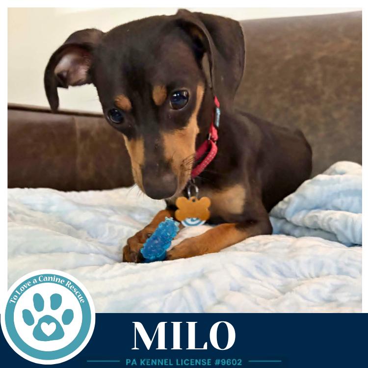 Enlarge Milo 082226, a Adoptable mixed breed in Kimberton, PA image 2/3