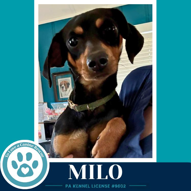 Enlarge Milo 082226, a Adoptable mixed breed in Kimberton, PA image 3/3