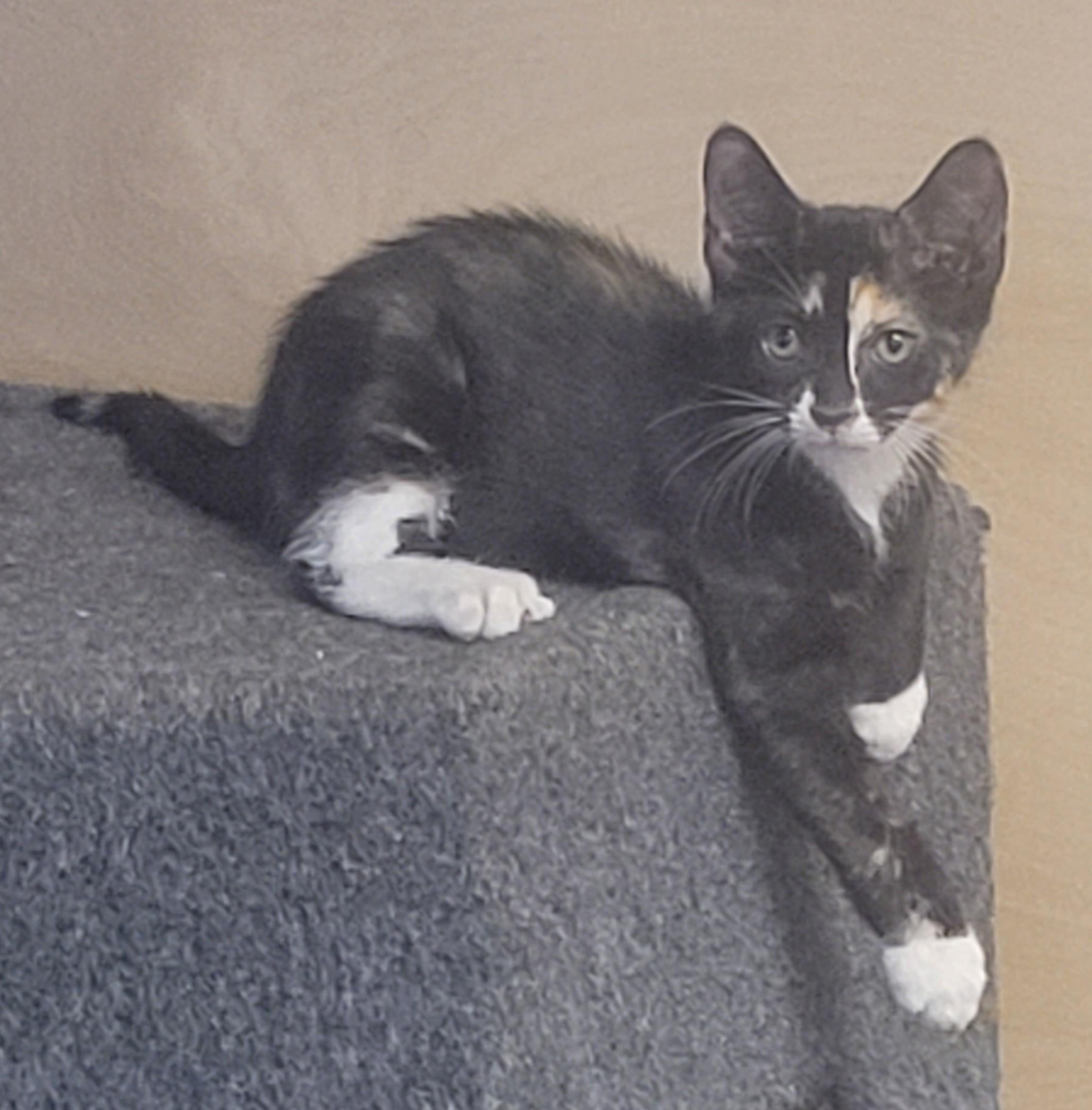 Enlarge Ember, a Adopted Tortoiseshell in Milltown, NJ image 1/3