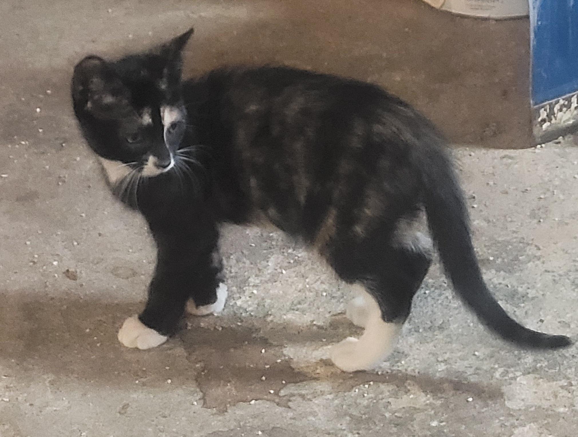 Enlarge Ember, a Adopted Tortoiseshell in Milltown, NJ image 2/3