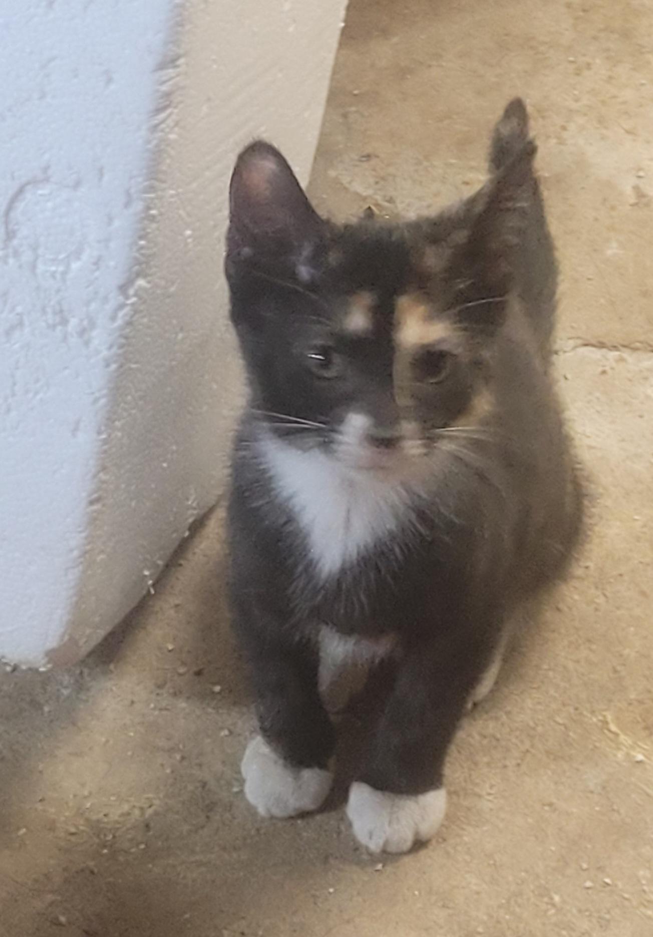 Enlarge Ember, a Adopted Tortoiseshell in Milltown, NJ image 3/3