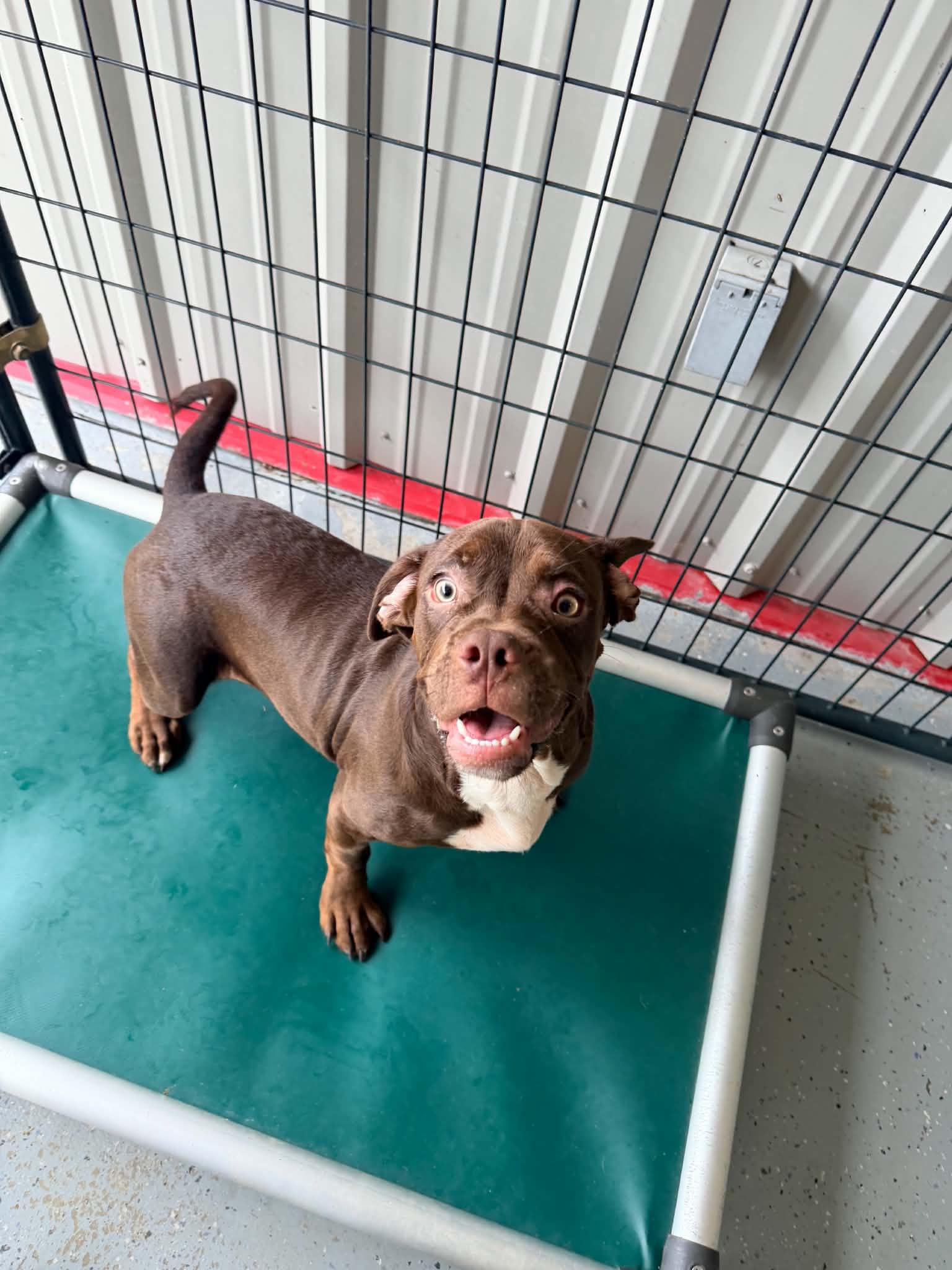 Enlarge Charles Dickinson, a Adoptable mixed breed in Bishopville, SC image 1/1