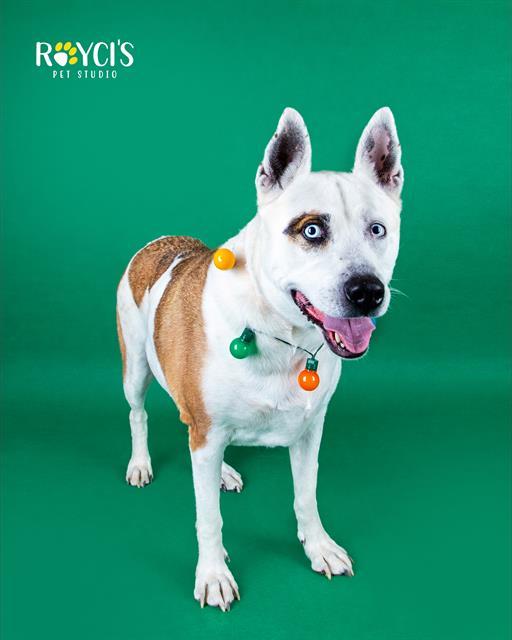 Enlarge RUNA, a Adoptable mixed breed in West Valley City, UT image 1/1