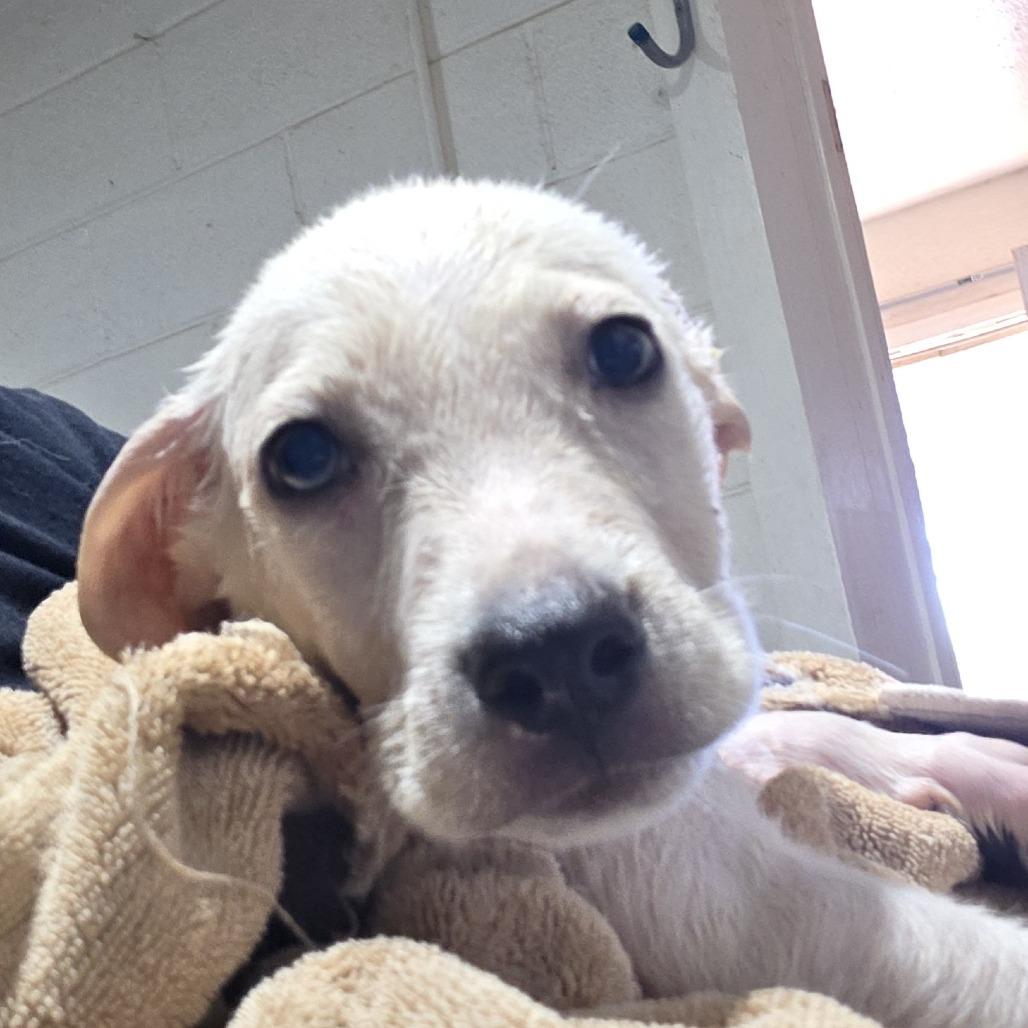 Enlarge Atlas, a Adoptable mixed breed in Oxford, ME image 1/2