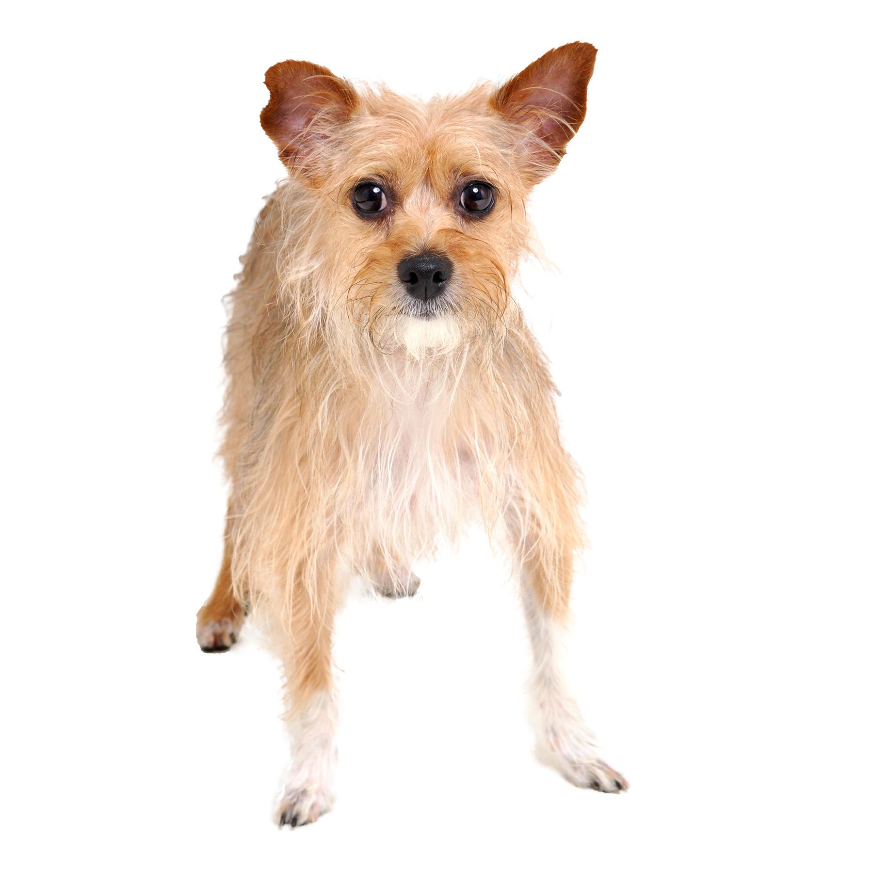Ariel, a Adoptable mixed breed in Friendsville, TN image 2/2