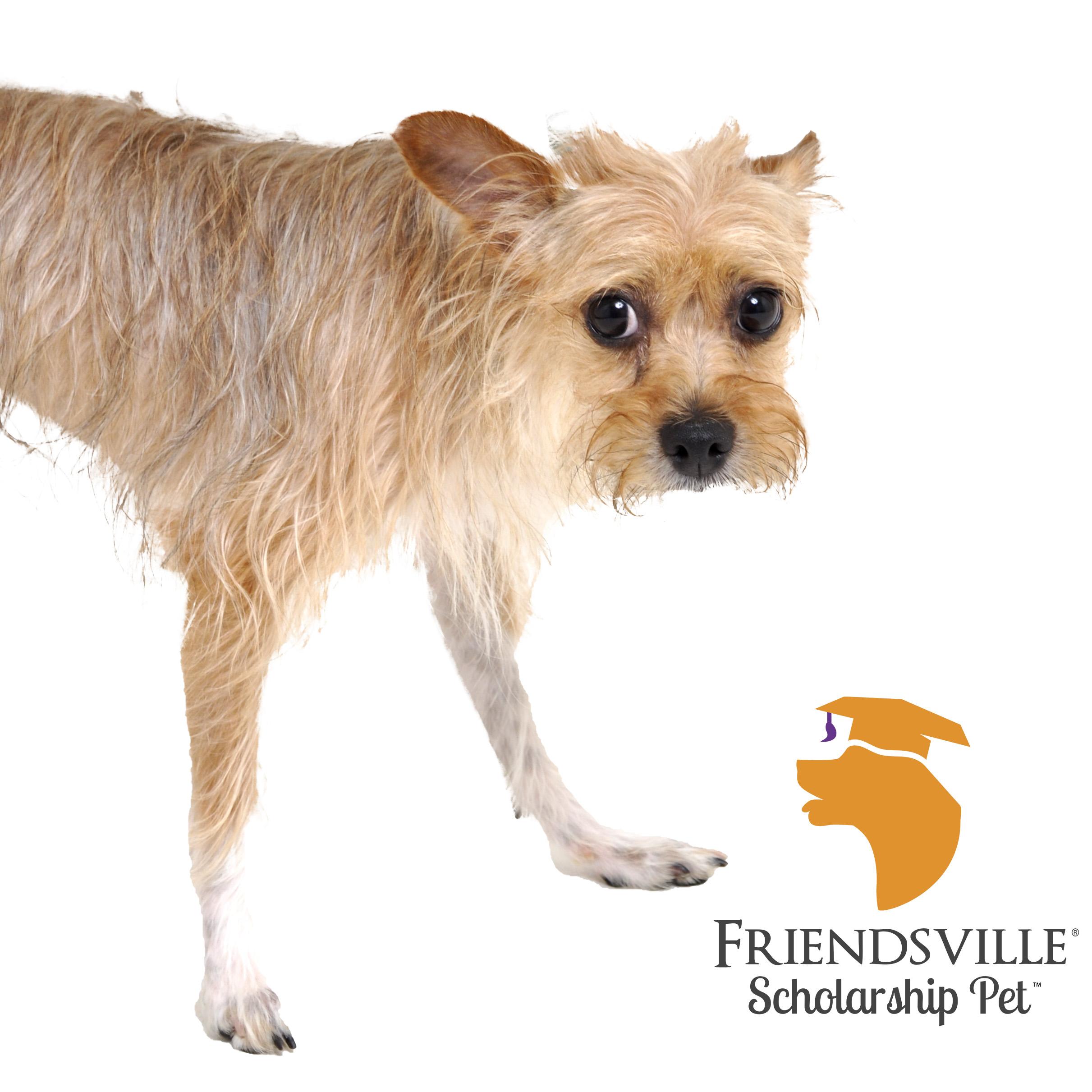 Ariel, a Adoptable mixed breed in Friendsville, TN image 1/2