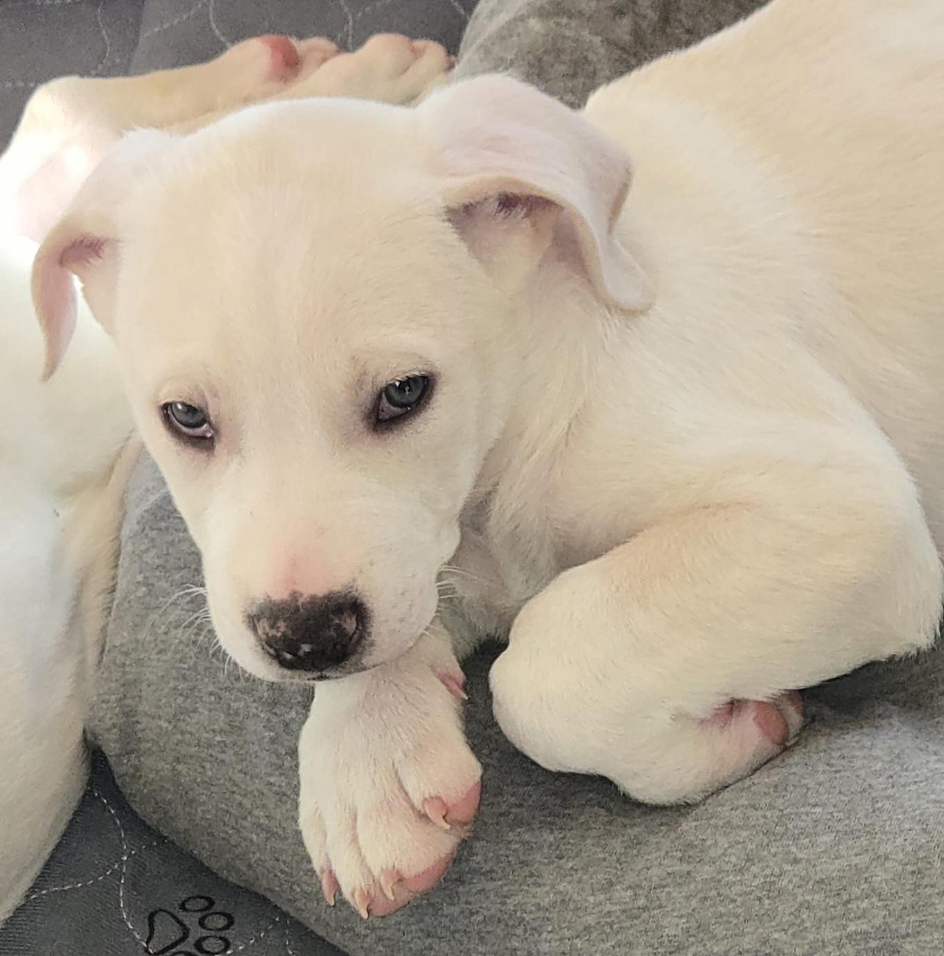 Bernardo thumbnail 2