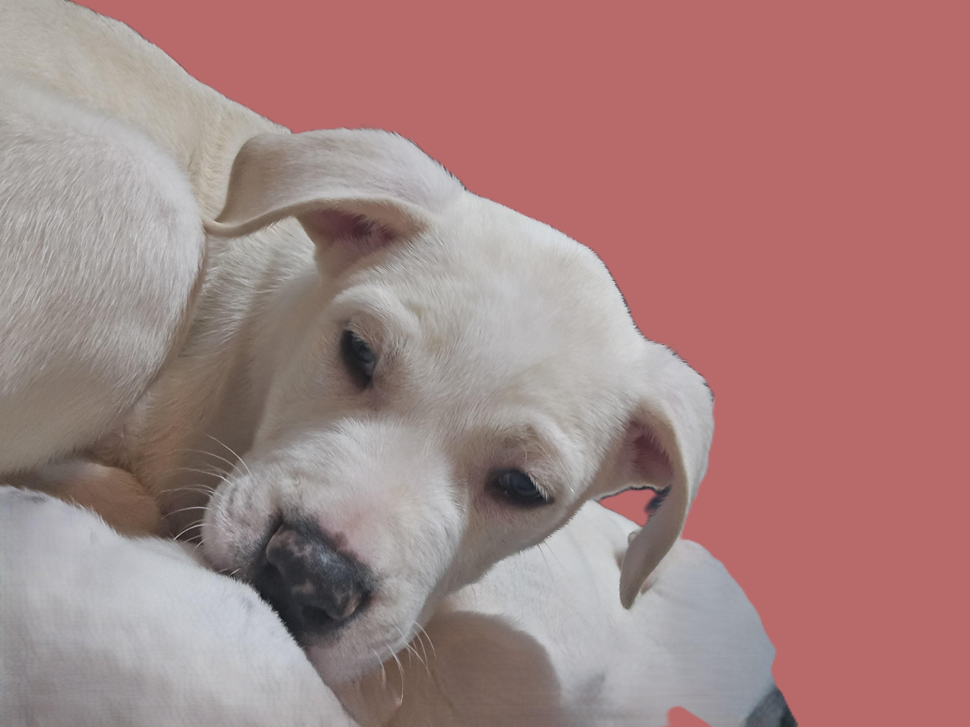 Bernardo thumbnail 3