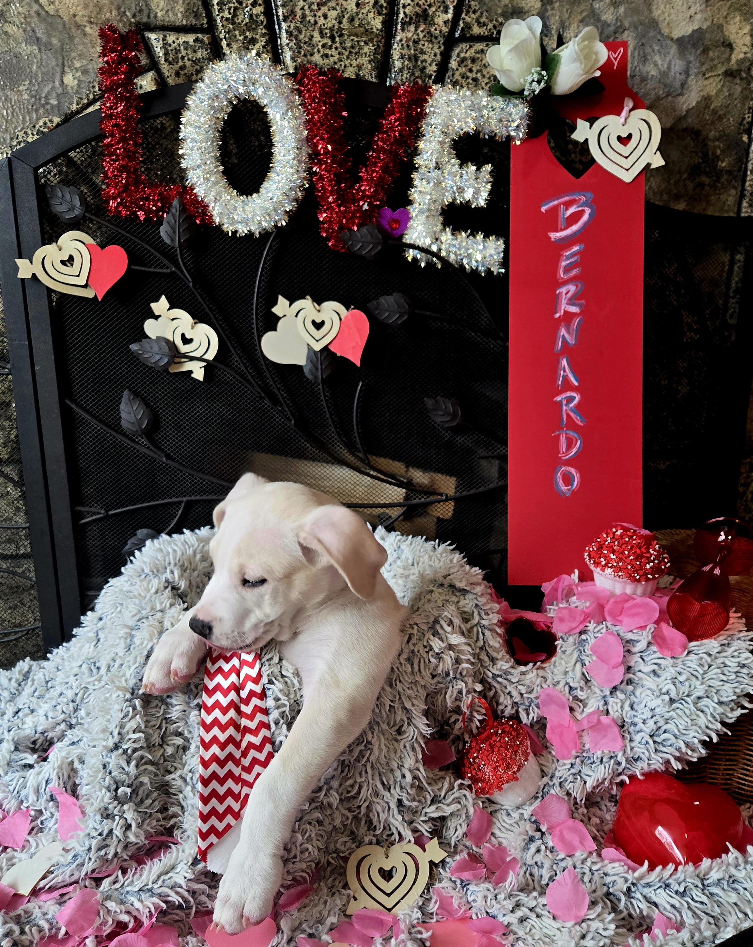 Bernardo thumbnail 4