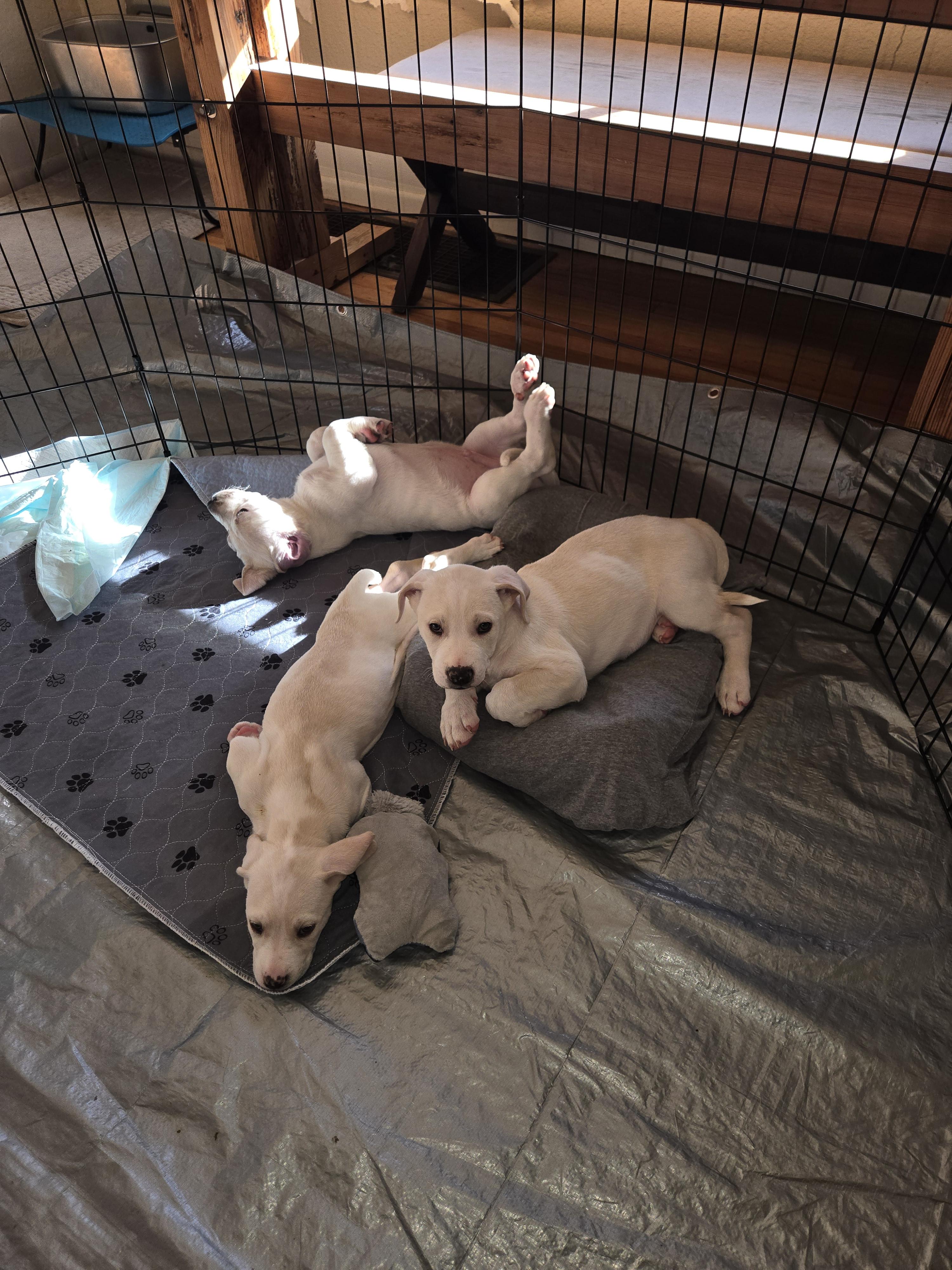 Bernardo thumbnail 5