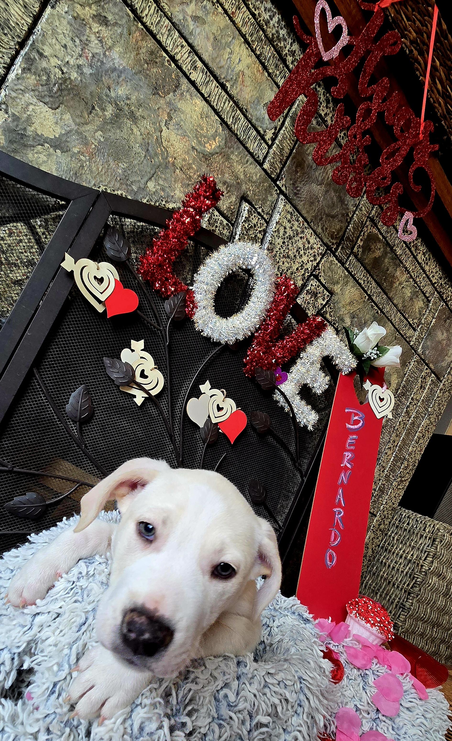 Bernardo thumbnail 6