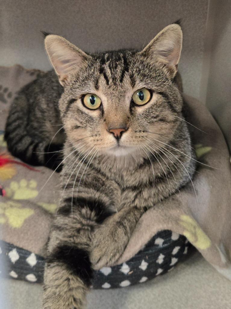 Mika, Adoptable, Adult Male Domestic Short Hair.