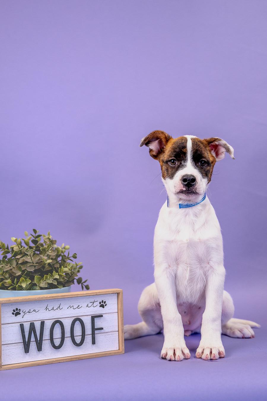 Enlarge 415-26, a ADOPTABLE mixed breed in Brighton, CO image 1/1