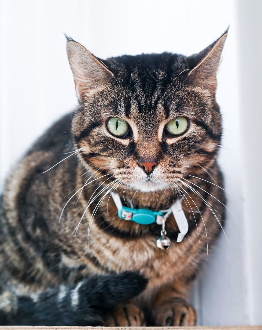 Luna, Adoptable, Adult Female Tabby & Domestic Short Hair.