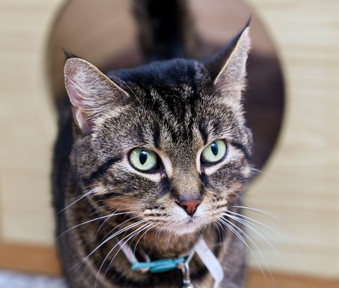 Luna, a Adoptable mixed breed in Chattanooga, TN image 2/5