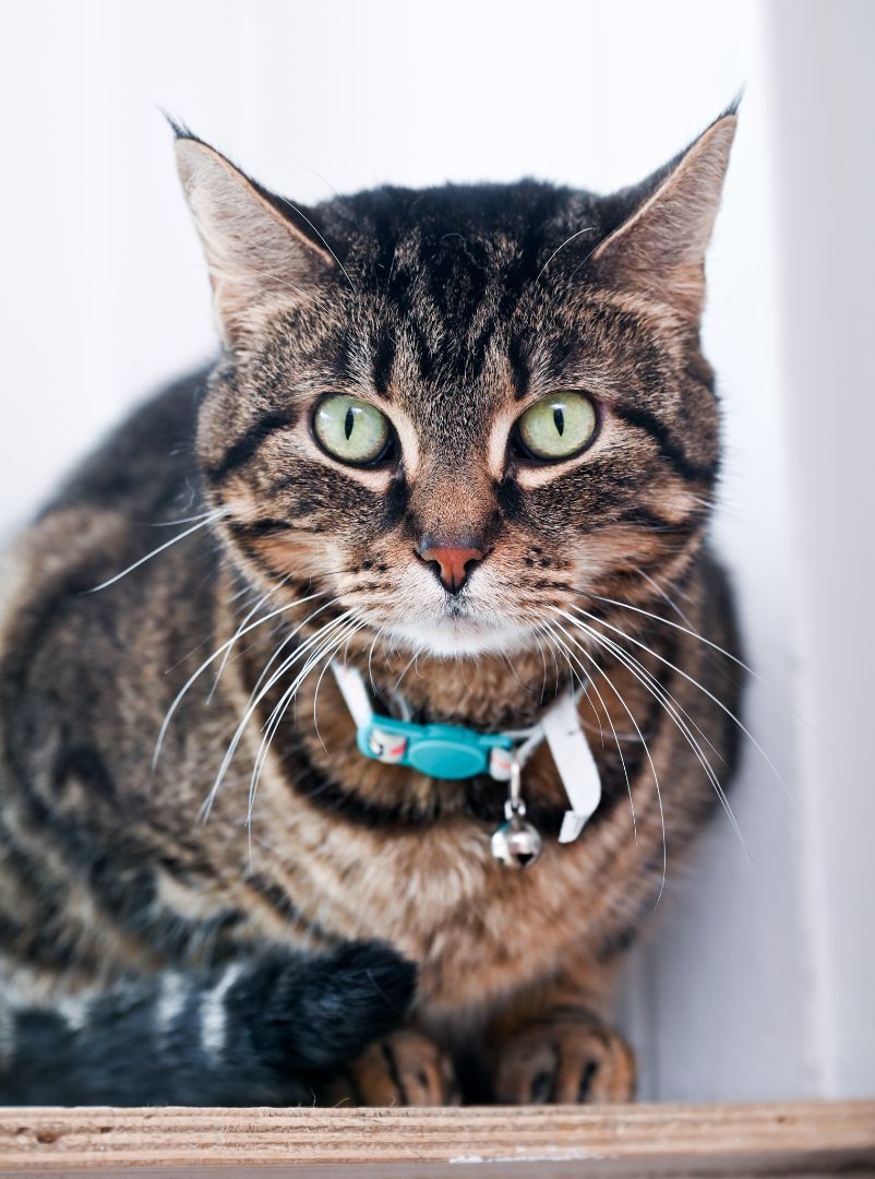 Luna, a Adoptable mixed breed in Chattanooga, TN image 3/5