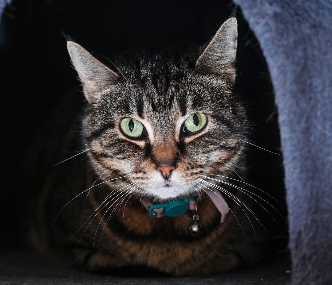 Luna, a Adoptable mixed breed in Chattanooga, TN image 4/5