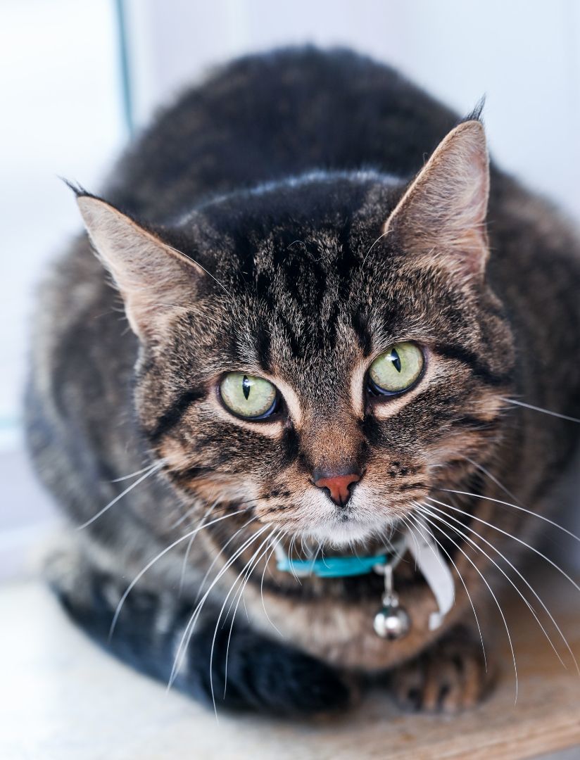 Luna, a Adoptable mixed breed in Chattanooga, TN image 5/5