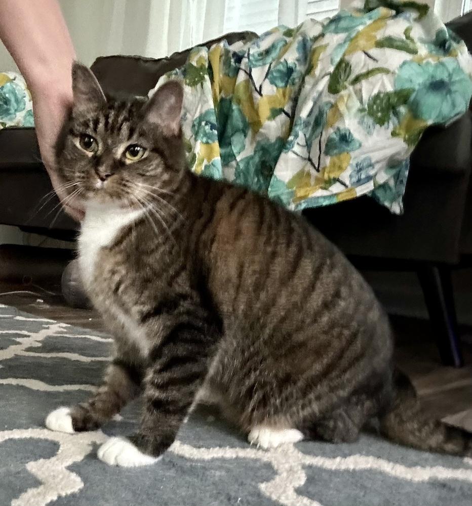 China - KB, Adoptable, Senior Female Domestic Short Hair.