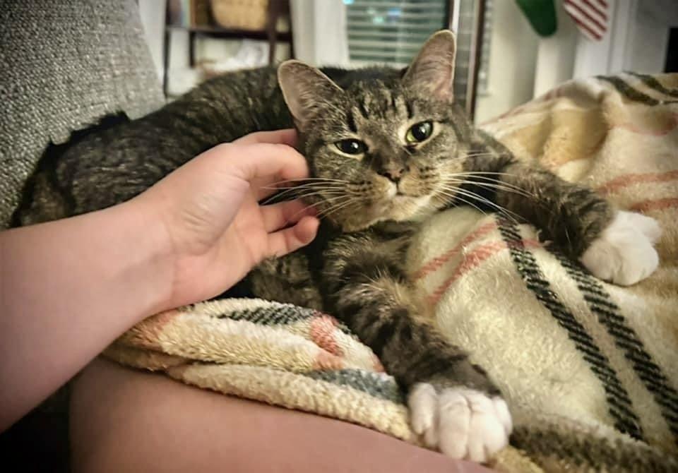 China - KB, a Adoptable Domestic Short Hair in Greenville, SC image 3/6