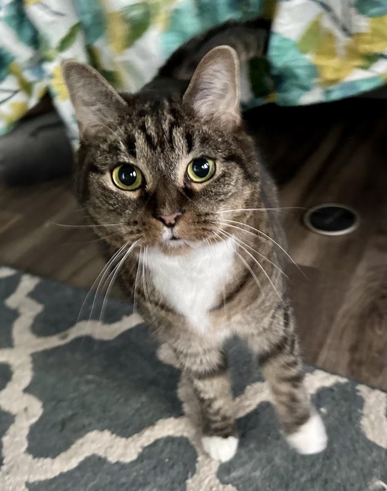 China - KB, a Adoptable Domestic Short Hair in Greenville, SC image 4/6