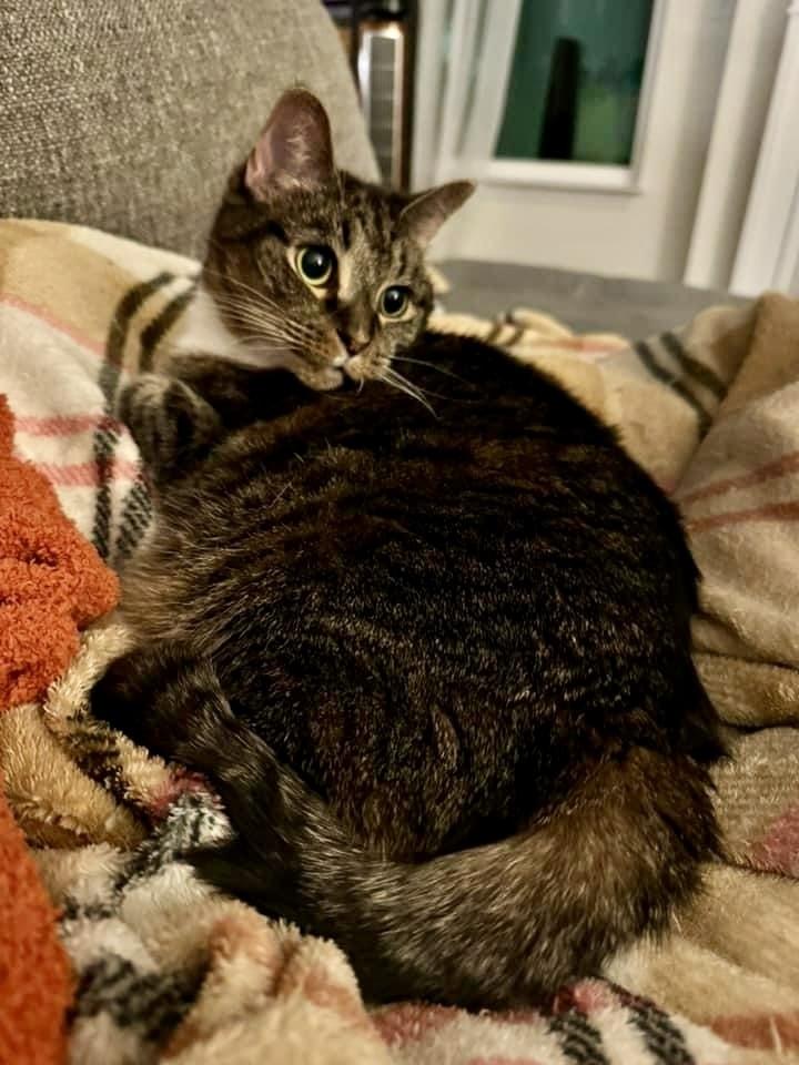 China - KB, a Adoptable Domestic Short Hair in Greenville, SC image 5/6