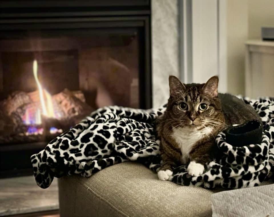 China - KB, a Adoptable Domestic Short Hair in Greenville, SC image 6/6