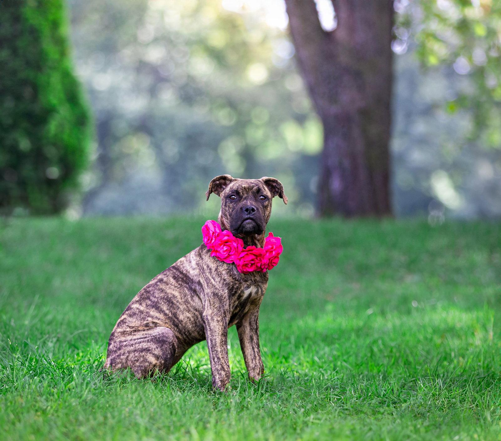 Boss Girl, Adoptable, Puppy Female Boxer.