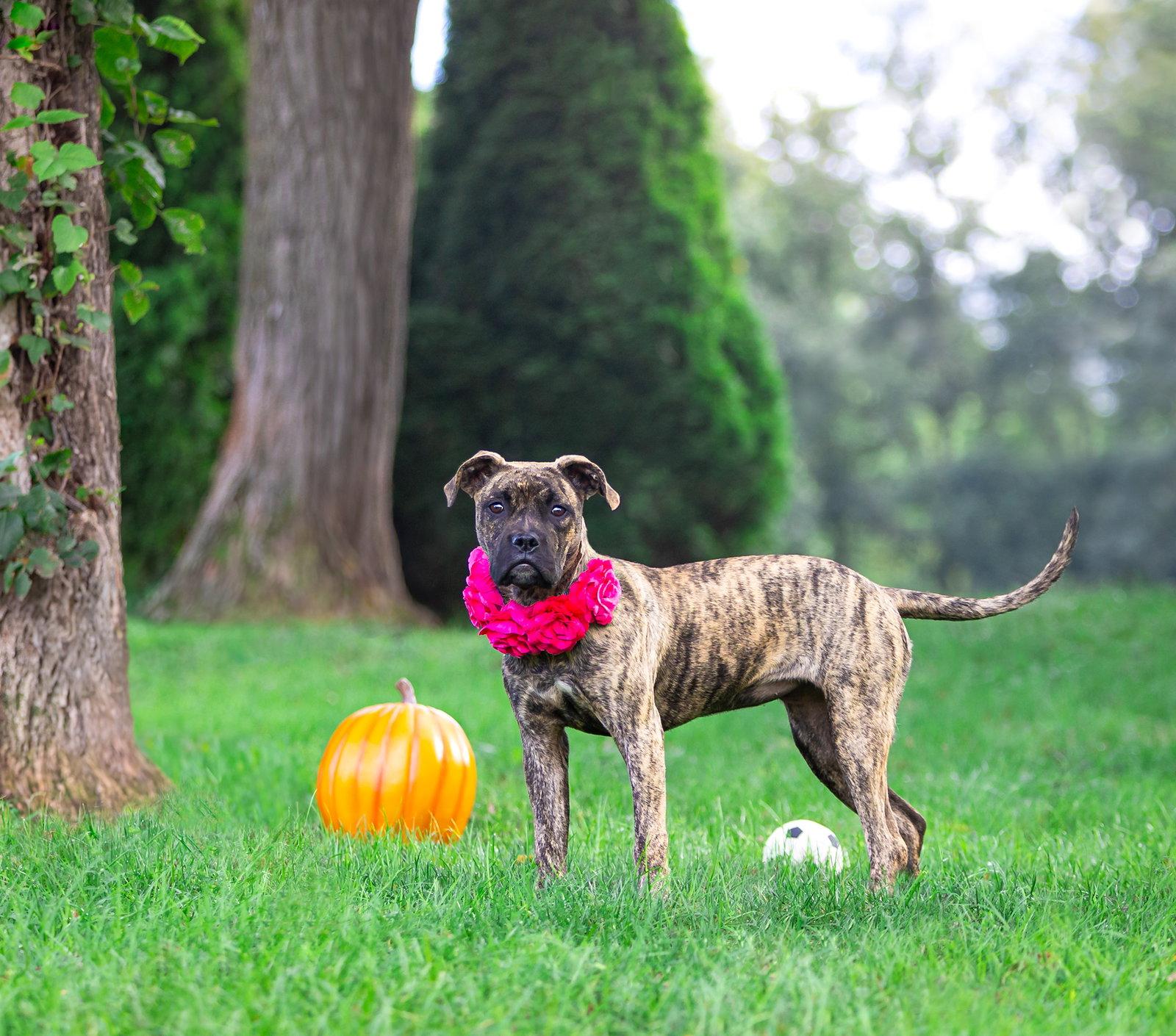 Enlarge Boss Girl, a Adoptable Boxer in Coatesville, PA image 2/3