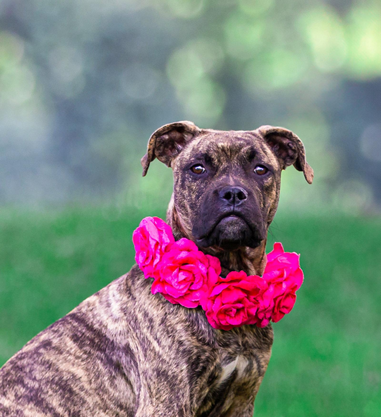 Enlarge Boss Girl, a Adoptable Boxer in Coatesville, PA image 3/3