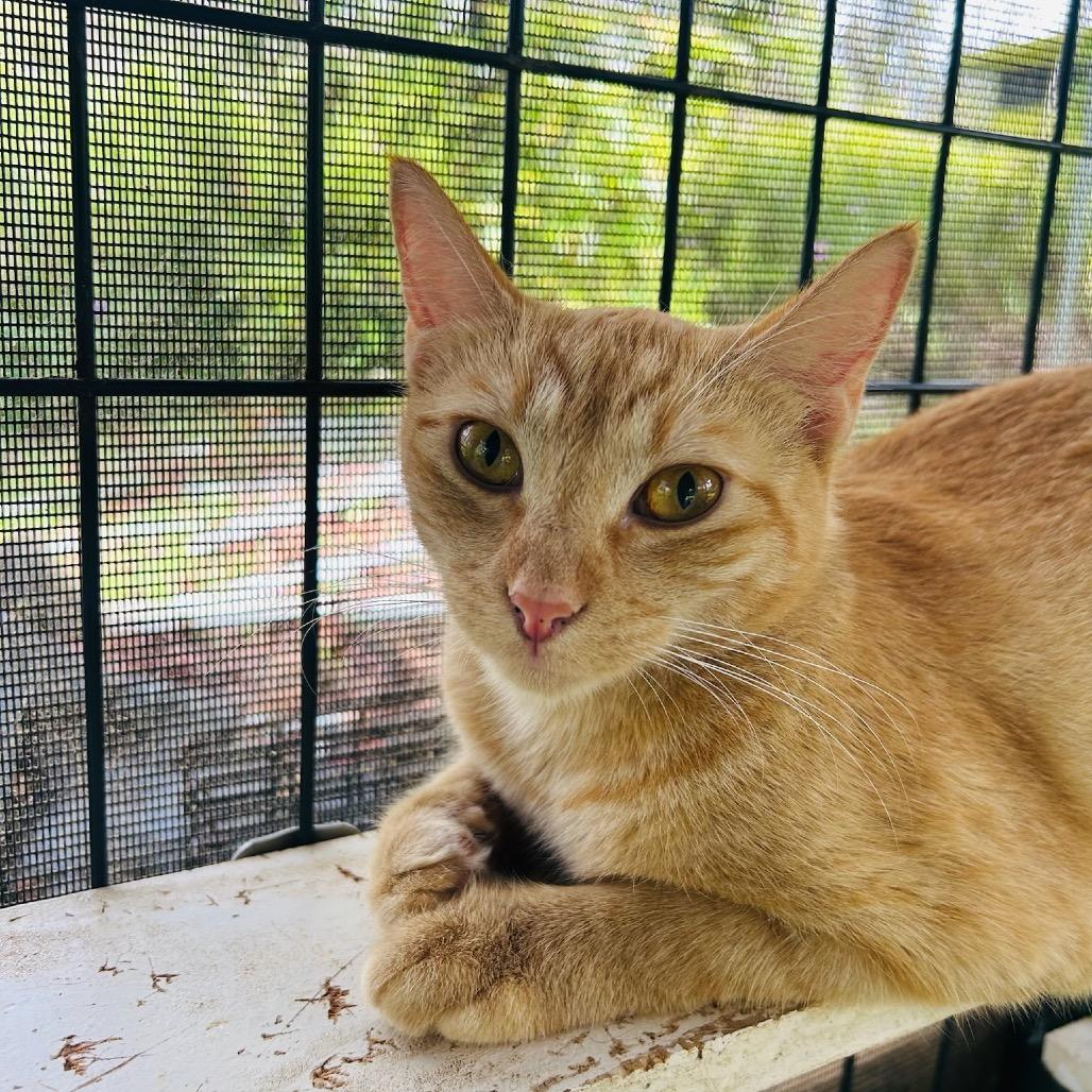 Enlarge Max, a Adoptable Domestic Short Hair in Pahoa, HI image 1/6