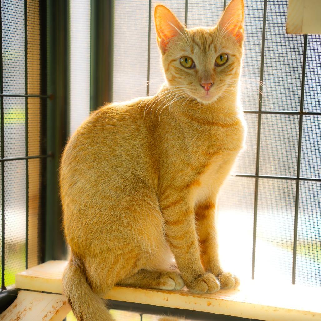 Max, a Adoptable Domestic Short Hair in Pahoa, HI image 4/6