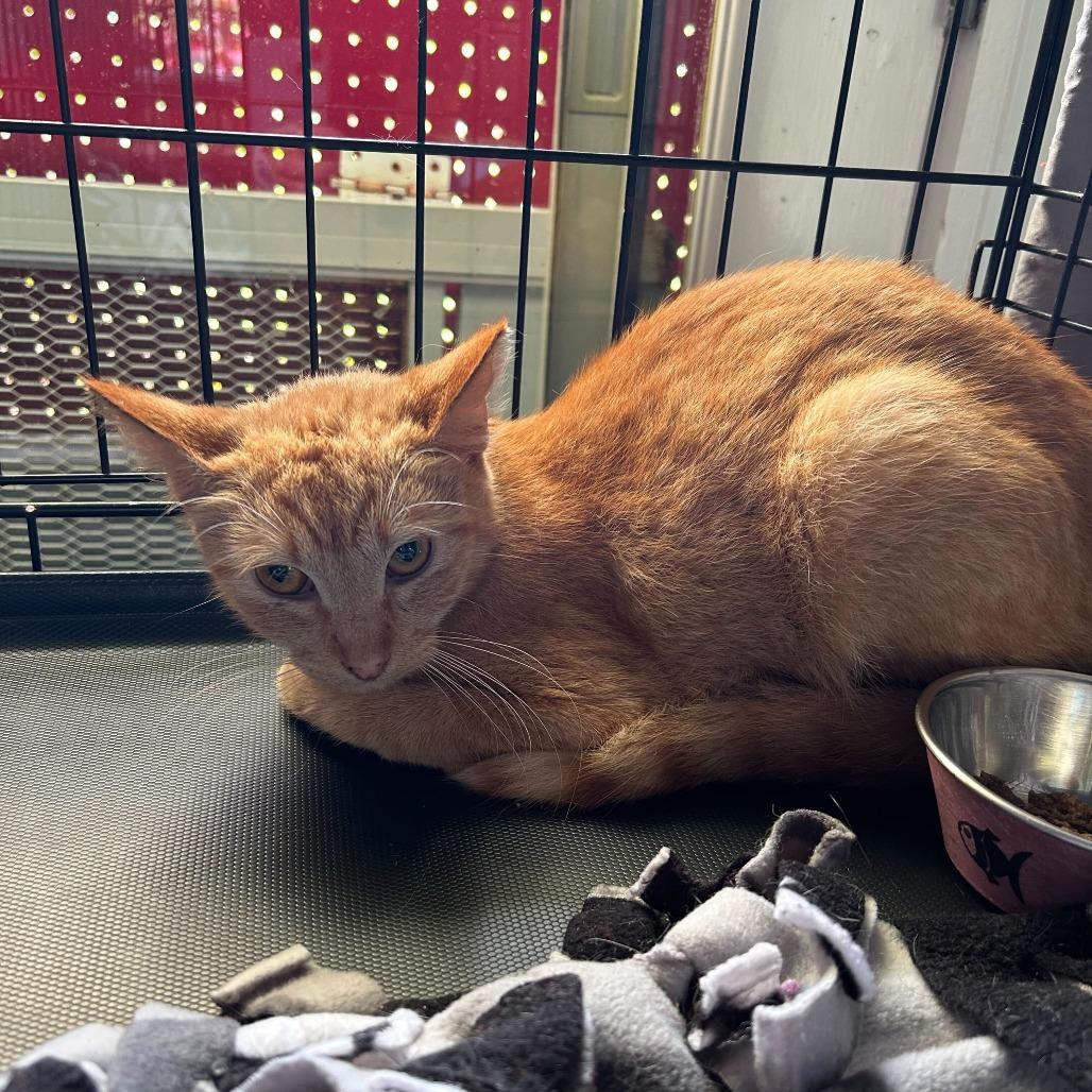 Enlarge Max, a Adoptable Domestic Short Hair in Pahoa, HI image 1/2