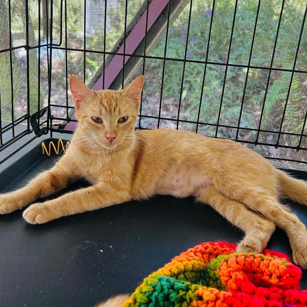Max, a Adoptable Domestic Short Hair in Pahoa, HI image 6/6