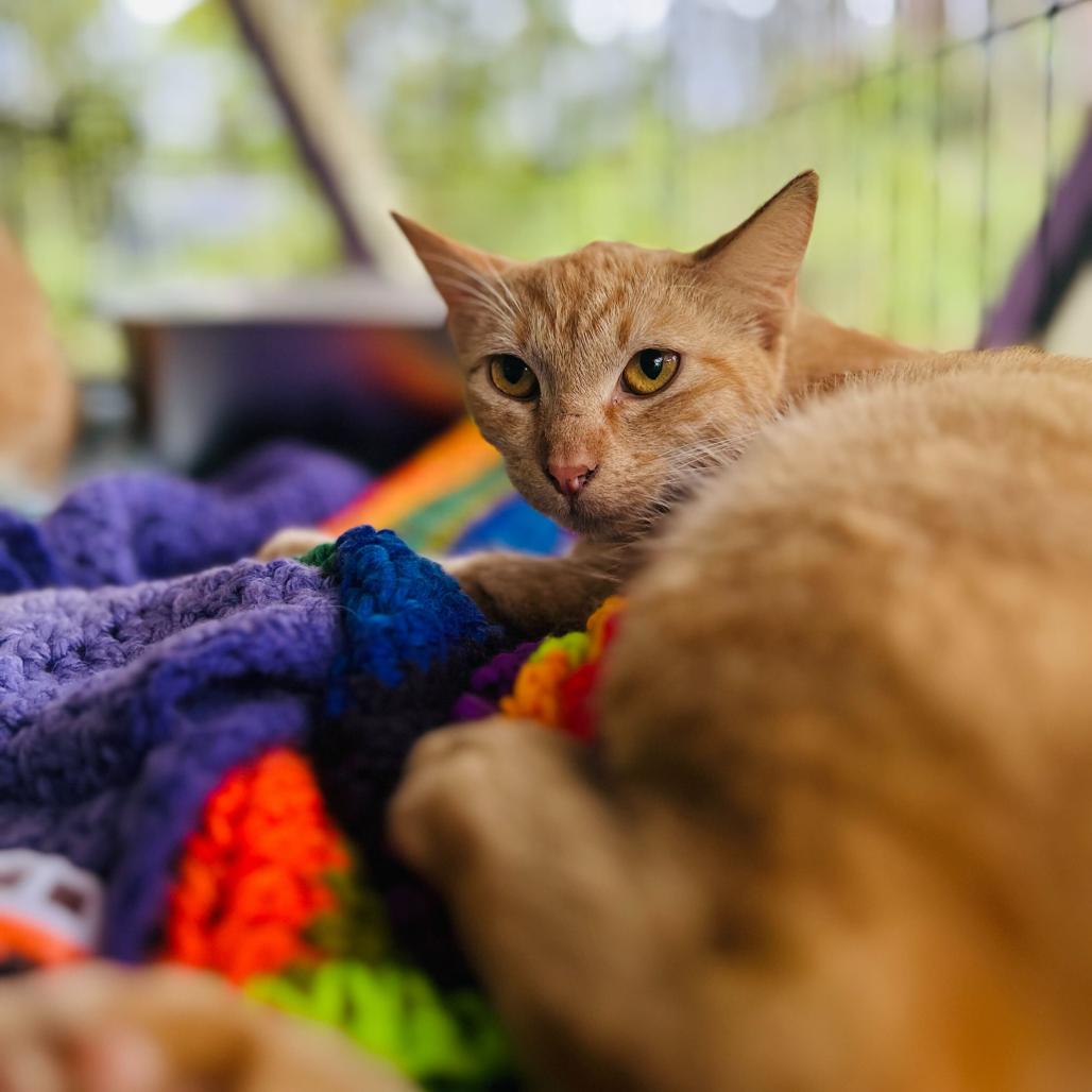 Enlarge Max, a Adoptable Domestic Short Hair in Pahoa, HI image 2/2