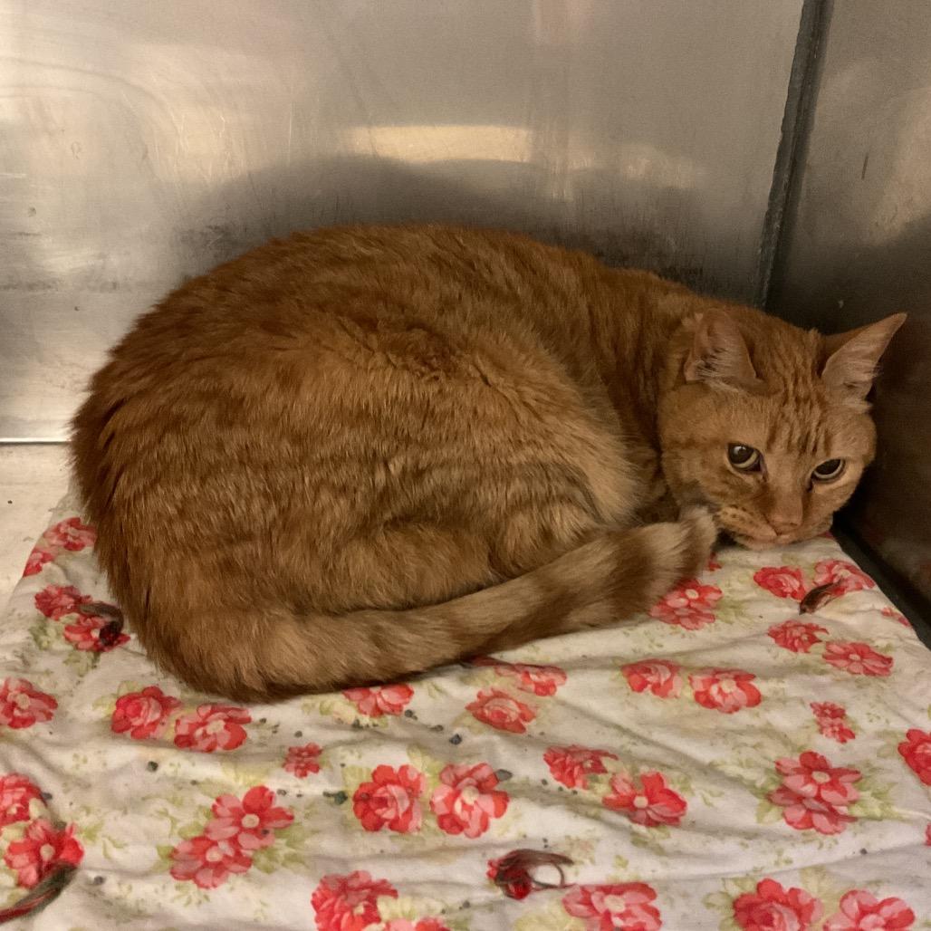 Enlarge Amber, a Adoptable Domestic Short Hair in Monroe, LA image 1/1