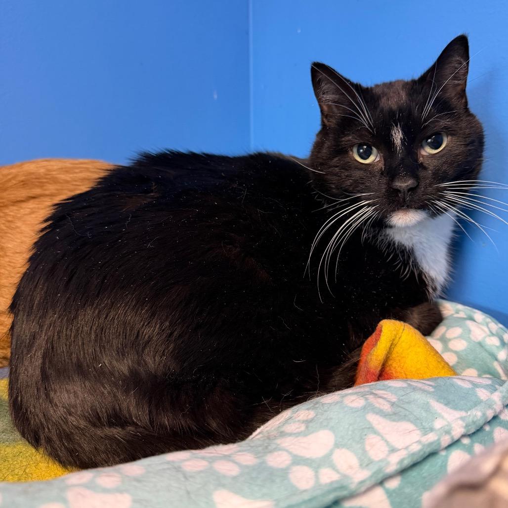 Fancy, Adoptable, Senior Male Domestic Short Hair.