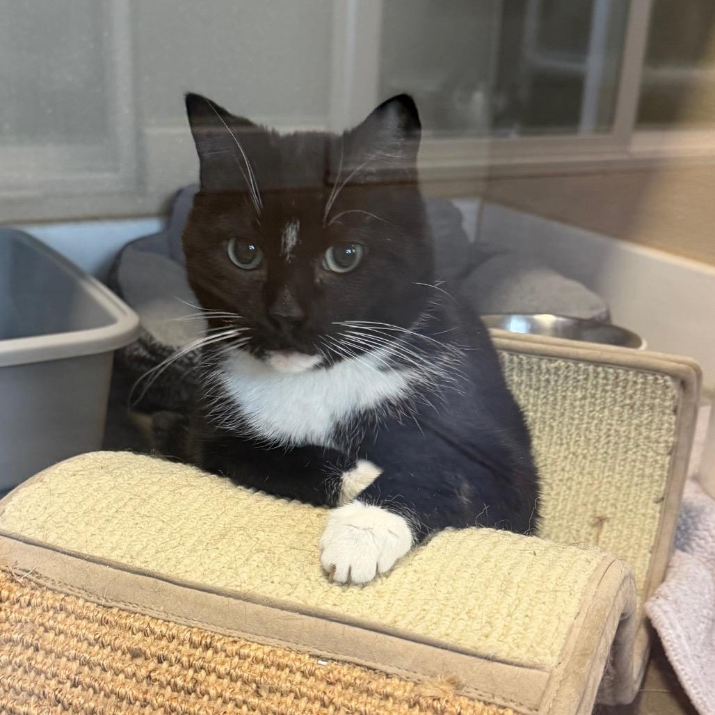 Fancy, a Adoptable Domestic Short Hair in Mankato, MN image 2/4