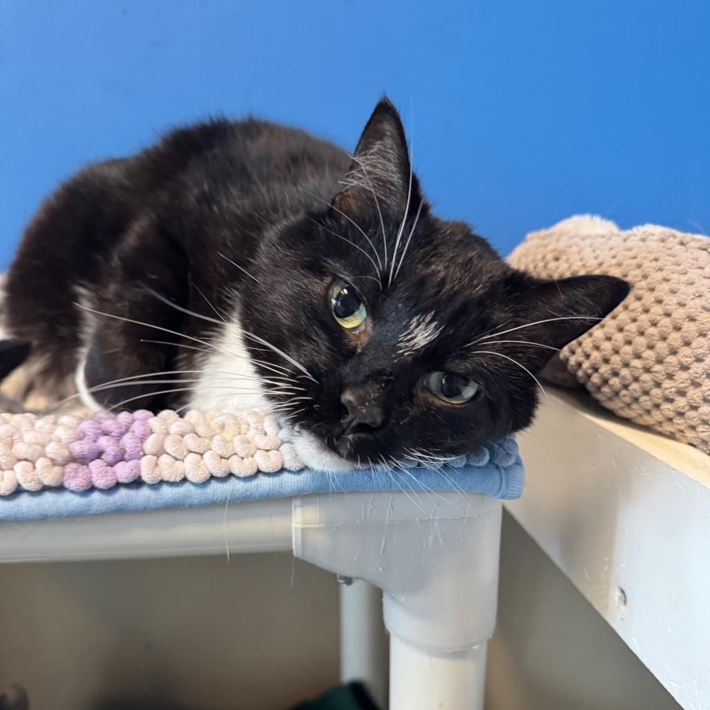 Enlarge Fancy, a Adoptable Domestic Short Hair in Mankato, MN image 3/6