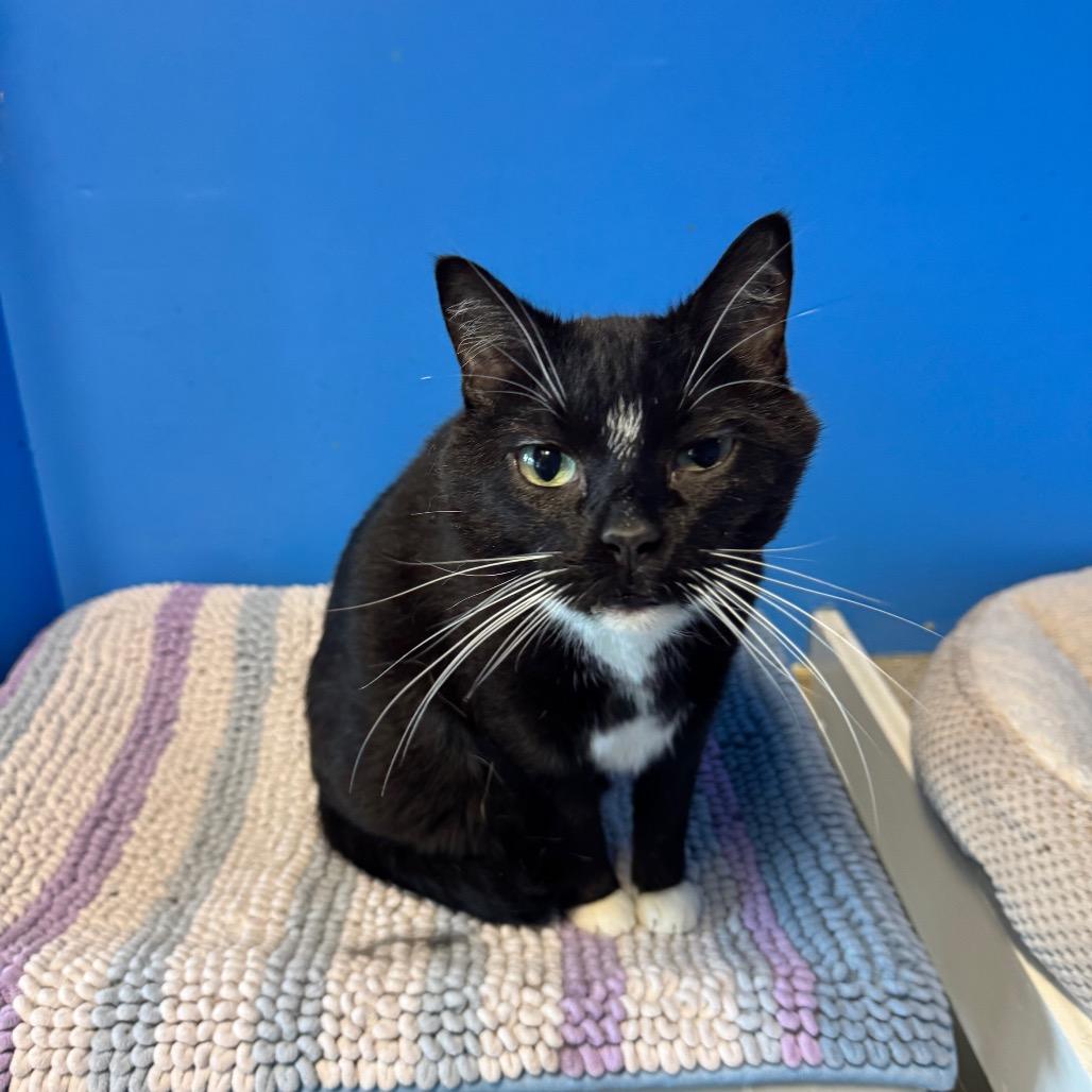 Enlarge Fancy, a Adoptable Domestic Short Hair in Mankato, MN image 4/6