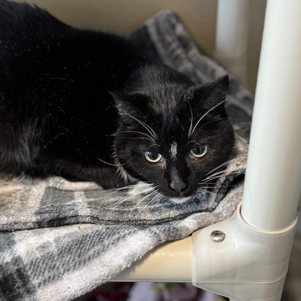 Enlarge Fancy, a Adoptable Domestic Short Hair in Mankato, MN image 2/3