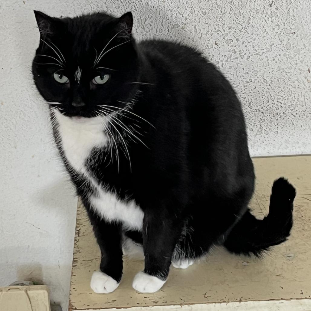 Enlarge Fancy, a Adoptable Domestic Short Hair in Mankato, MN image 3/3