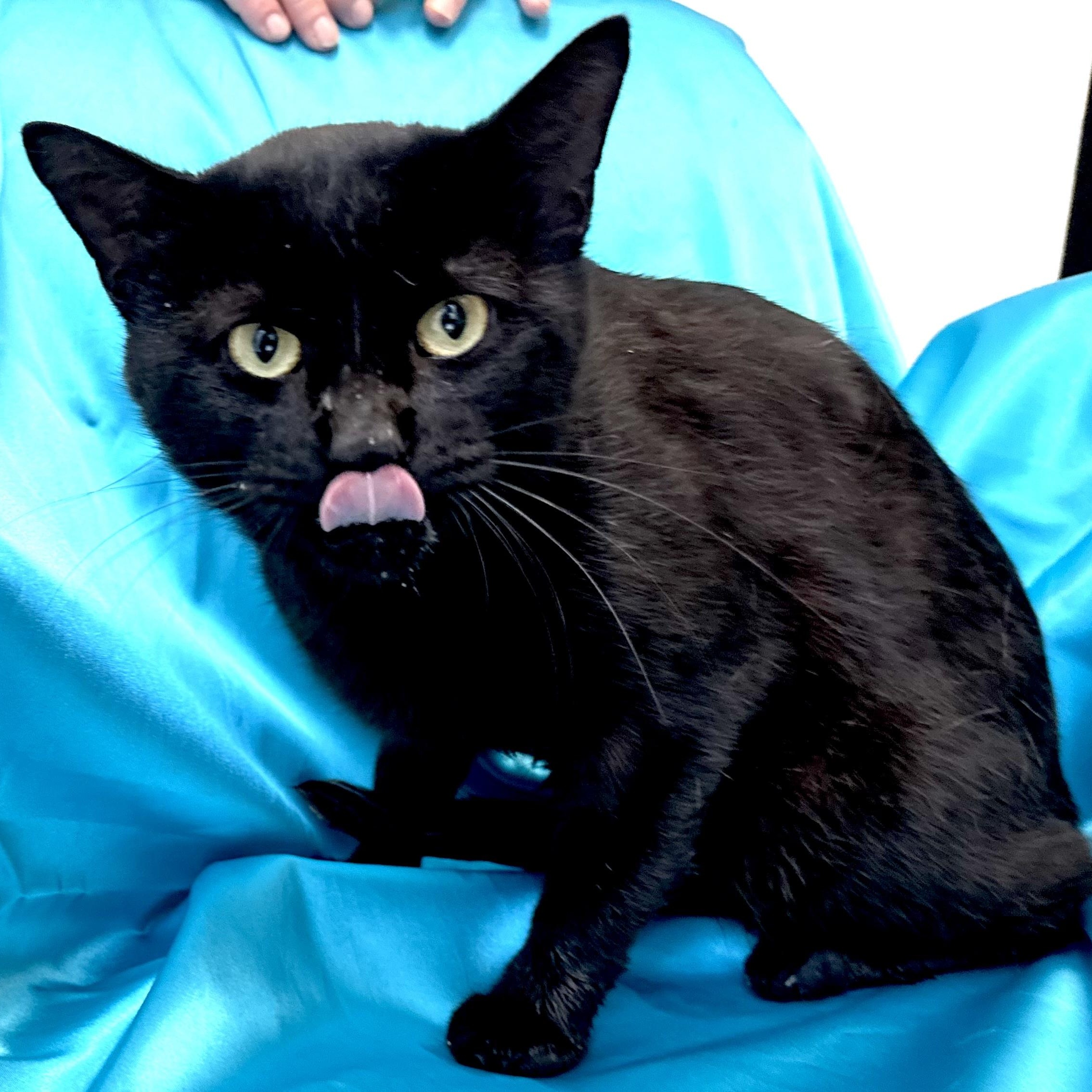 Enlarge Spooky -s, a ADOPTABLE mixed breed in Sequatchie, TN image 3/5