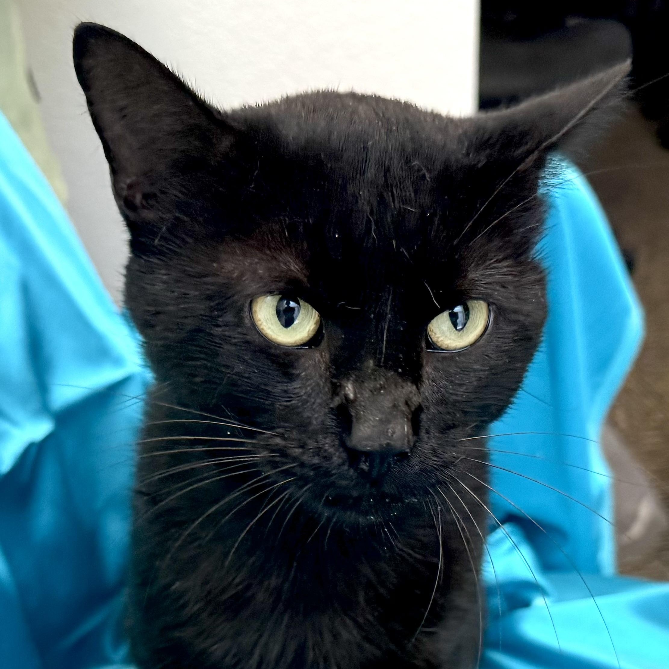 Enlarge Spooky -s, a ADOPTABLE mixed breed in Sequatchie, TN image 5/5