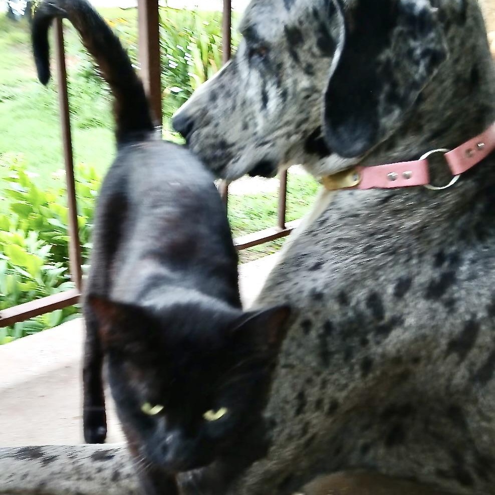 Enlarge Spooky -s, a ADOPTABLE mixed breed in Sequatchie, TN image 4/5